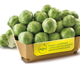 CAVOLINI BRUXELLES